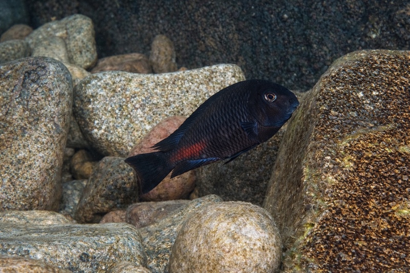 Tropheus sp. 'red' Katete